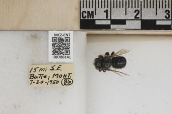 Media type: image;   Entomology 786141 Aspect: Labels